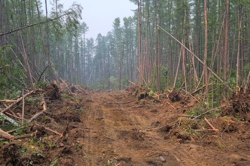 Pine Tree Clearing in Katy, TX